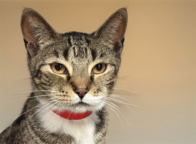 JEMMA - Domestic Short Hair available for adoption