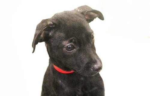 BAT - Chihuahua available for adoption