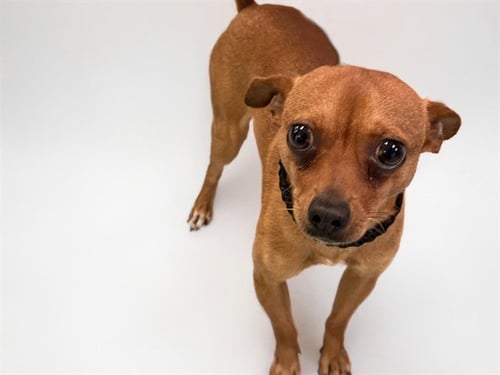 RICK - Chihuahua available for adoption