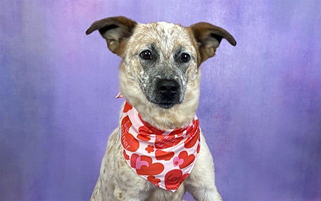 KIT - Australian Cattle Dog/Blue Heeler available for adoption