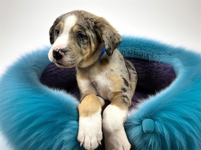 BLUEBERRY - Labrador Retriever available for adoption