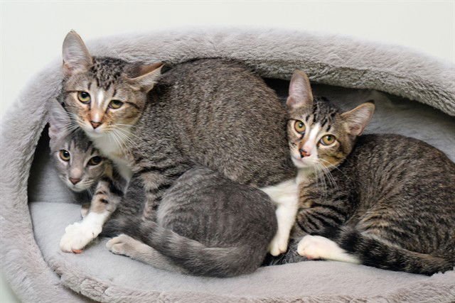 SUNFLOWER - Domestic Short Hair available for adoption