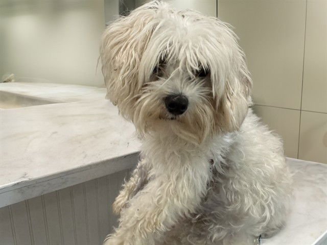 MARIA - Maltese available for adoption