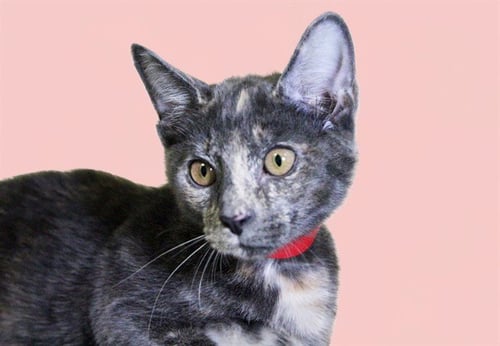 ZELDA - Domestic Short Hair available for adoption