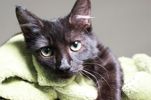CATIA - Domestic Short Hair available for adoption
