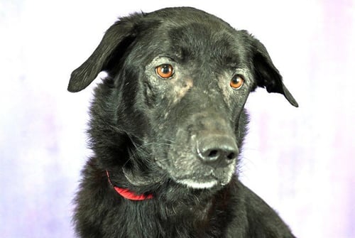 REMI - Labrador Retriever available for adoption