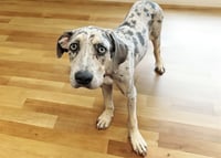 STRAY NOT AVAILBLE - Photo 1