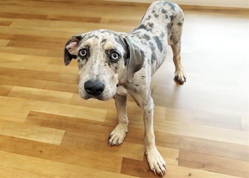 STRAY NOT AVAILBLE - Catahoula Leopard Dog available for adoption