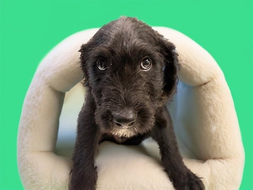 SIRIUS - Schnauzer / Labrador Retriever available for adoption