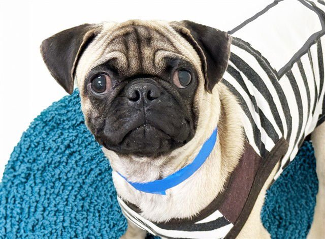 MEEP MEEP - Pug available for adoption