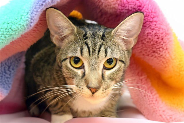 BOOTS - Domestic Short Hair available for adoption