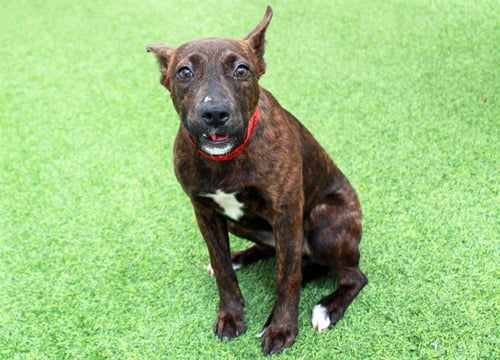 STRIPES - American Staffordshire Terrier available for adoption