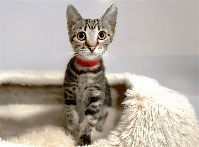 ROSITA - Domestic Short Hair available for adoption