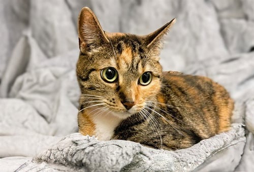 AMI - Domestic Short Hair available for adoption