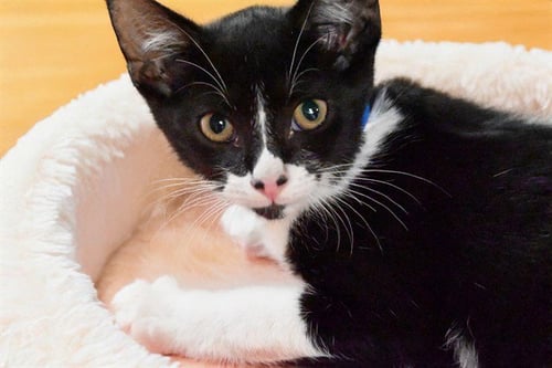 BASS - Domestic Short Hair available for adoption