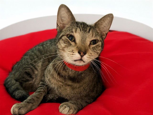 QUARTZO - Domestic Short Hair available for adoption