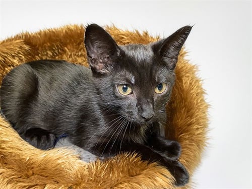 BLUEBERRY - Domestic Short Hair available for adoption