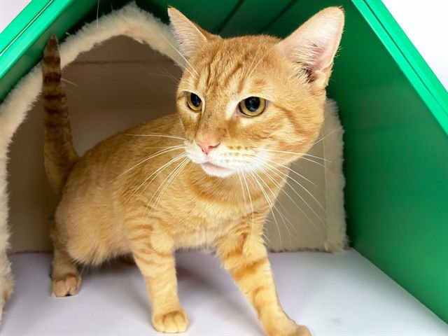 JJ - Domestic Short Hair available for adoption