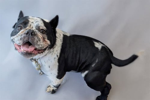 STRAY NOT AVAILABLE - American Bulldog available for adoption