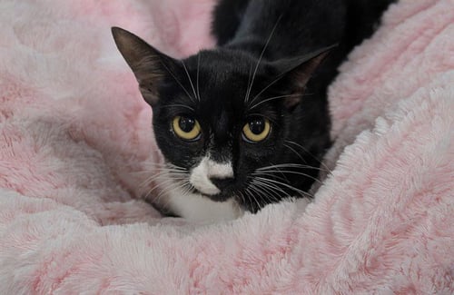 STRAY NOT AVAILABLE - Domestic Short Hair available for adoption