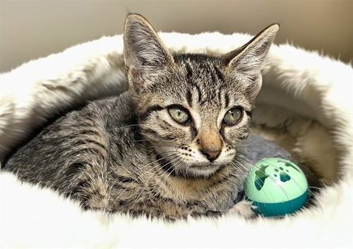 ESTELLE - Domestic Short Hair available for adoption