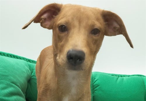 BEETHOVEN - Dachshund available for adoption