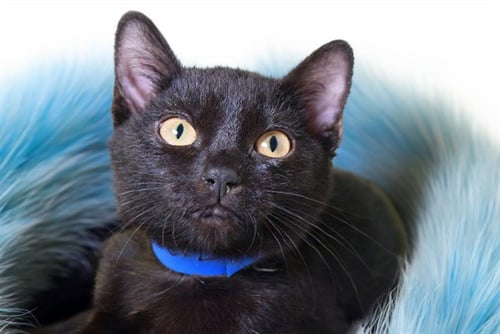 NOVA - Domestic Short Hair available for adoption