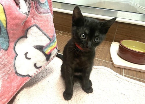 JUNIPER - Domestic Short Hair available for adoption