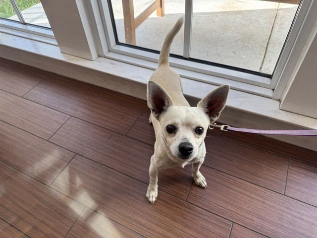 STRAY NOT AVAILABLE - Chihuahua available for adoption