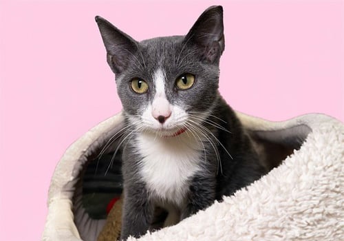 SHILO - Domestic Short Hair for adoption in Pembroke Pines