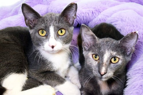 SHILO - Domestic Short Hair available for adoption