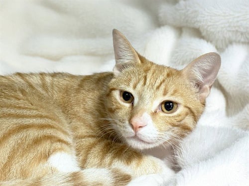 GIRT - Domestic Short Hair available for adoption