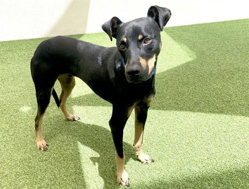 STRAY NOT AVAILABLE - Doberman Pinscher available for adoption