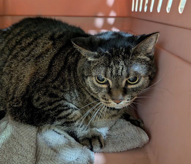 ADRIAN - Domestic Short Hair available for adoption