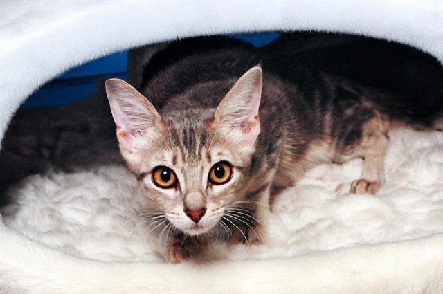 KAJUN - Domestic Short Hair available for adoption