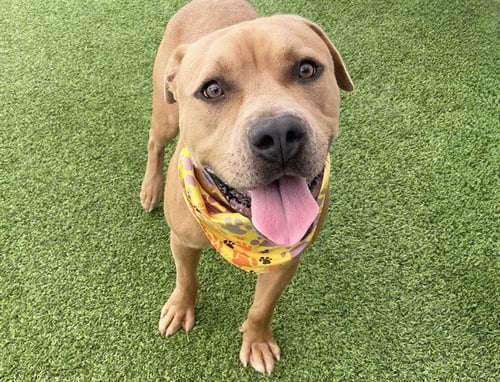 SCULLY - American Staffordshire Terrier available for adoption
