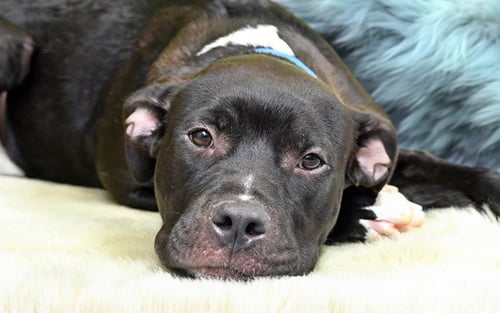 CHARMING - Labrador Retriever available for adoption