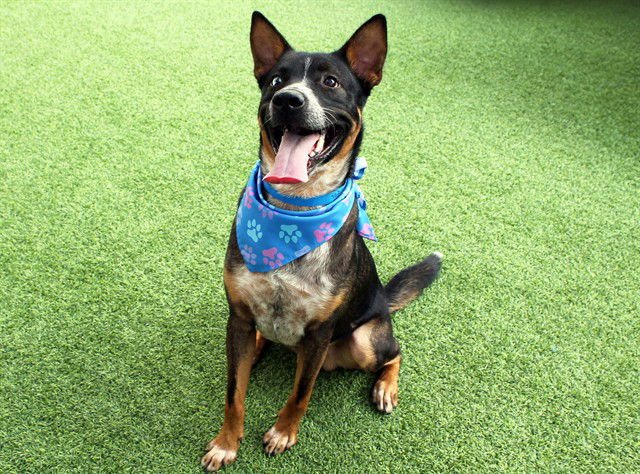 WILL - Australian Cattle Dog/Blue Heeler available for adoption