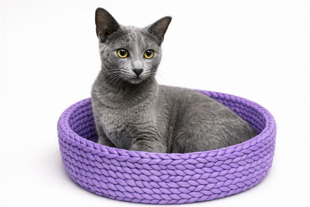 DUBAI - Domestic Short Hair available for adoption