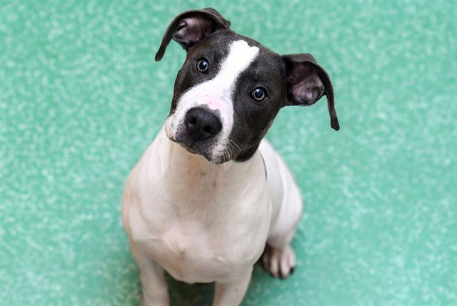 BILL - Labrador Retriever available for adoption