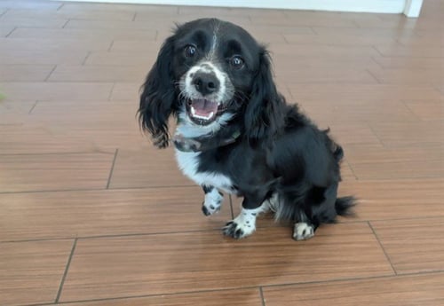 STRAY NOT AVAILABLE - Cocker Spaniel available for adoption
