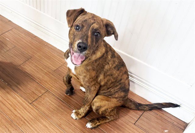 SHARKY - Labrador Retriever / Pit Bull Terrier available for adoption