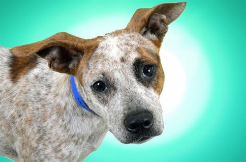 BOURBON - Australian Cattle Dog/Blue Heeler available for adoption