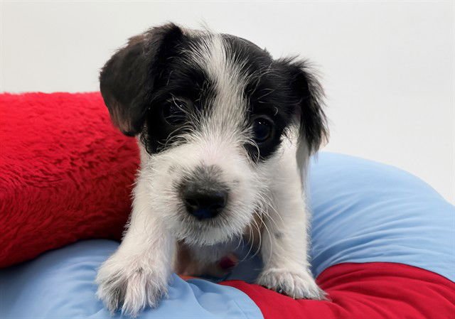 BECK - Labrador Retriever available for adoption