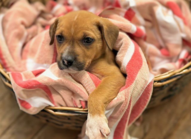 HAL - American Staffordshire Terrier available for adoption