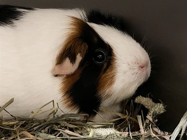 EEVEE - Guinea Pig available for adoption