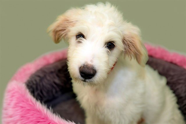 ELARA - Golden Retriever available for adoption