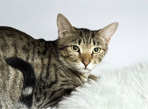 CRUMB - Domestic Short Hair available for adoption