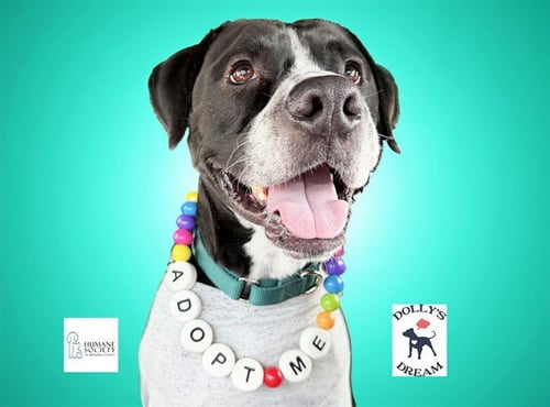BRONX - American Staffordshire Terrier available for adoption