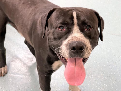 BRONX - American Staffordshire Terrier available for adoption